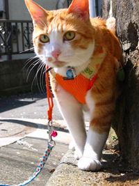 ���g�����L����