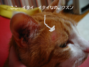 ���g�����L����