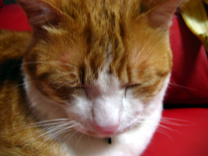 ���g�����L����