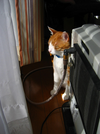 ���g�����L����