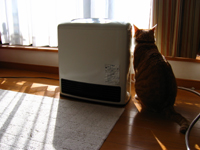 ���g�����L����