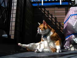 ���g�����L����