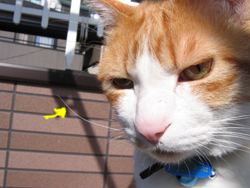 ���g�����L����