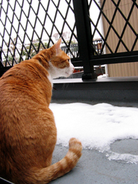 ���g�����L����