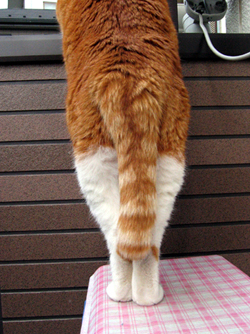 ���g�����L����