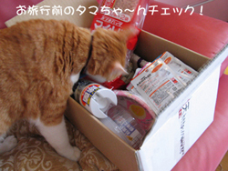 ���g�����L�̂���