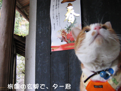 ���g�����L�̂���