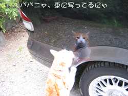 ���g�����L�̂���