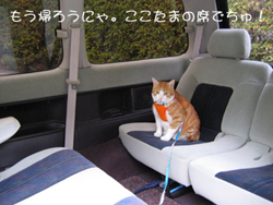 ���g�����L�̂���