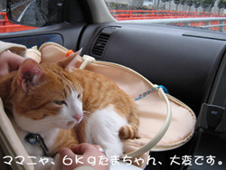 ���g�����L�̂���