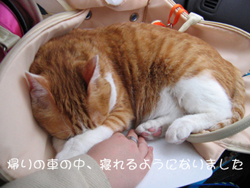 ���g�����L�̂���