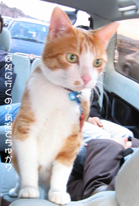 ���g�����L�̂���