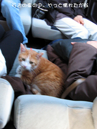 ���g�����L�̂���