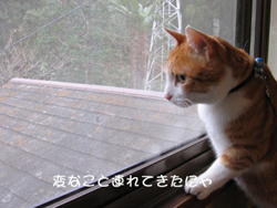 ���g�����L�̂���