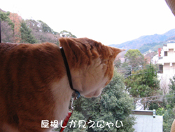 ���g�����L�̂���