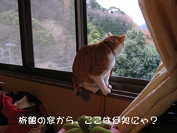 ���g�����L�̂���