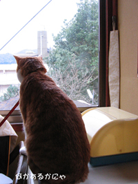 ���g�����L�̂���