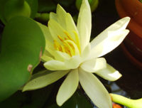 BIO TOPE�i�����Ȏ��R�j