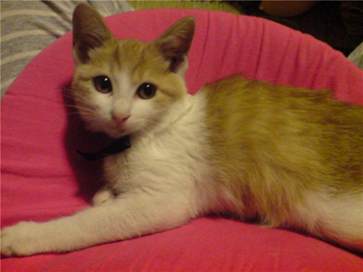 ���g�����L