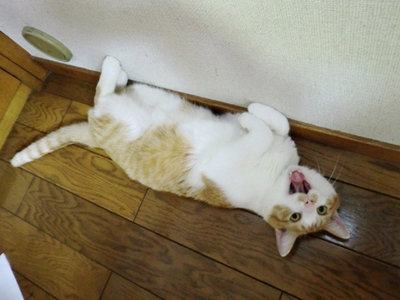 ���g�����L