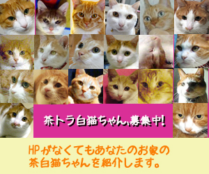 茶トラ白猫ちゃんが好き!