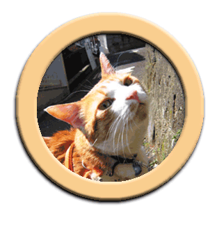 ���g�����L�E���܂̂��U������ site map