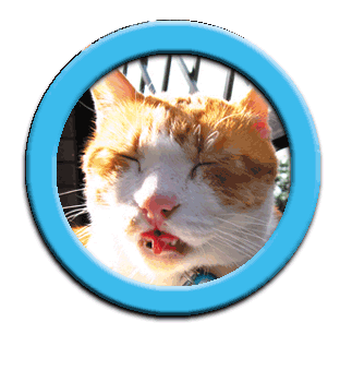 ���g�����L�E���܂̎ʐ^�W