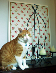 �����Ɓ@���g�����L�̂���