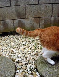 �����Ɓ@���g�����L�̂���