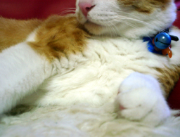 �����Ɓ@���g�����L�̂���