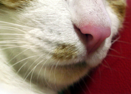 �����Ɓ@���g�����L�̂���