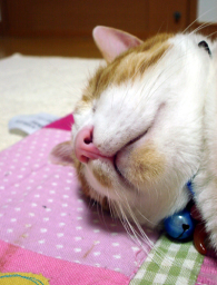 �����Ɓ@���g�����L�̂���