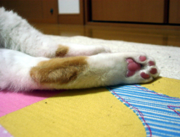 �����Ɓ@���g�����L�̂���