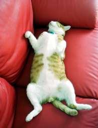 �����Ɓ@���g�����L�̂���