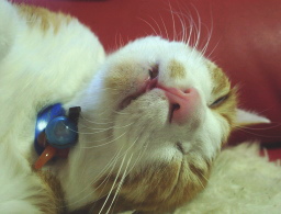 �����Ɓ@���g�����L�̂���