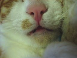 �����Ɓ@���g�����L�̂���