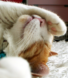 �����Ɓ@���g�����L�̂���