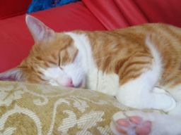 �����Ɓ@���g�����L�̂���