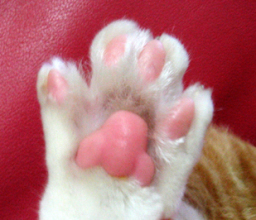 �����Ɓ@���g�����L�̂���