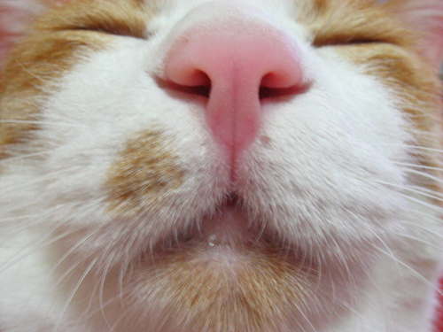 �����Ɓ@���g�����L�̂���