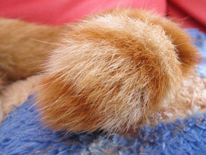 �����Ɓ@���g�����L�̂���