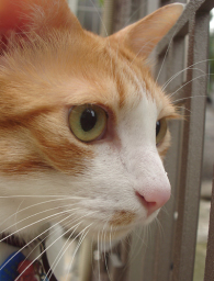 �����Ɓ@���g�����L�̂���