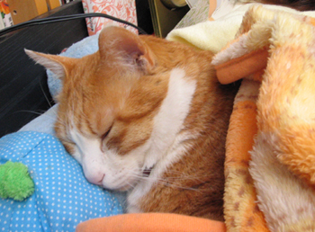 �����Ɓ@���g�����L�̂���