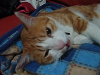 �����Ɓ@���g�����L�̂���