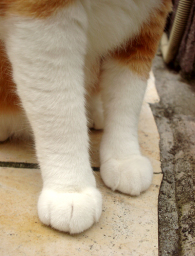 �����Ɓ@���g�����L�̂���