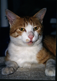 �����Ɓ@���g�����L�̂���