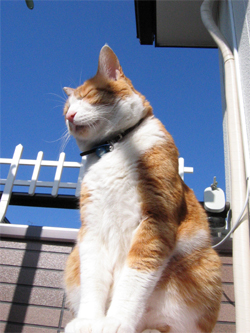 �����Ɓ@���g�����L�̂���