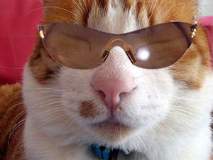 �����Ɓ@���g�����L�̂���