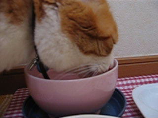 �����Ɓ@���g�����L�̂���