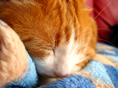 �����Ɓ@���g�����L�̂���